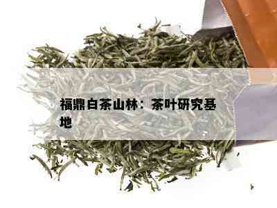 福鼎白茶山林：茶叶研究基地