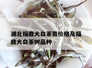 湖北福鼎大白茶苗价格及福鼎大白茶树品种