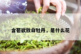 含苞欲放白牡丹，是什么花