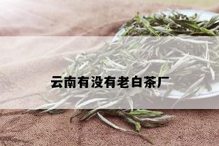 云南有没有老白茶厂