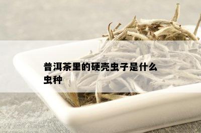 普洱茶里的硬壳虫子是什么虫种