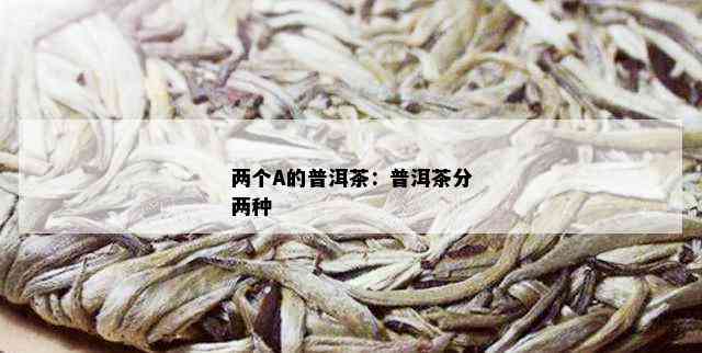 两个A的普洱茶：普洱茶分两种