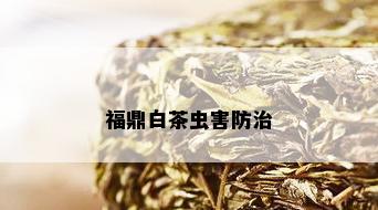 福鼎白茶虫害防治