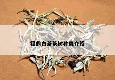 福鼎白茶茶树种类介绍