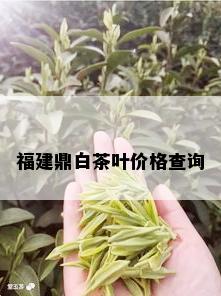 福建鼎白茶叶价格查询