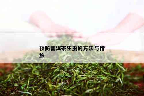 预防普洱茶生虫的方法与措施