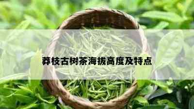 莽枝古树茶海拔高度及特点