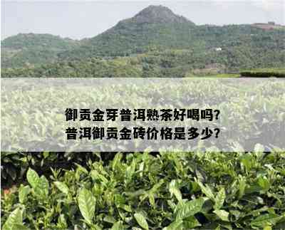 御贡金芽普洱熟茶好喝吗？普洱御贡金砖价格是多少？