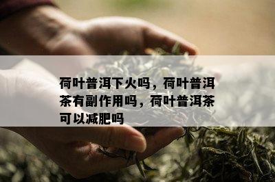 荷叶普洱下火吗，荷叶普洱茶有副作用吗，荷叶普洱茶可以减肥吗