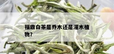 福鼎白茶是乔木还是灌木植物？