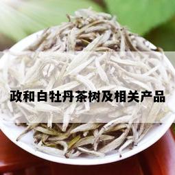 政和白牡丹茶树及相关产品