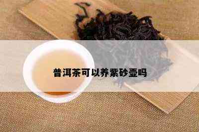 普洱茶可以养紫砂壶吗