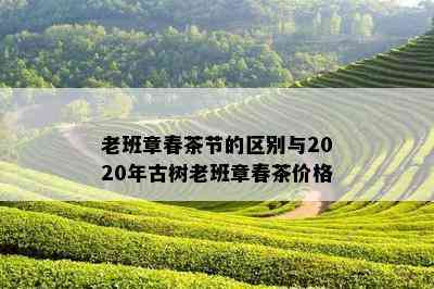 老班章春茶节的区别与2020年古树老班章春茶价格