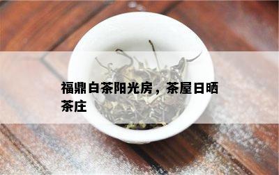 福鼎白茶阳光房，茶屋日晒茶庄