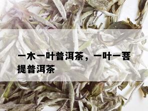 一木一叶普洱茶，一叶一菩提普洱茶