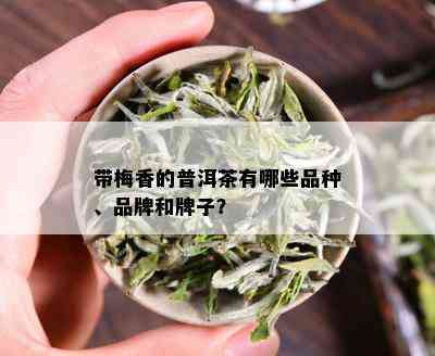 带梅香的普洱茶有哪些品种、品牌和牌子？