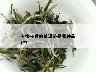 有梅子香的普洱茶是哪种品种？