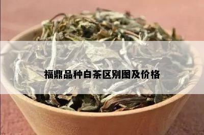 福鼎品种白茶区别图及价格