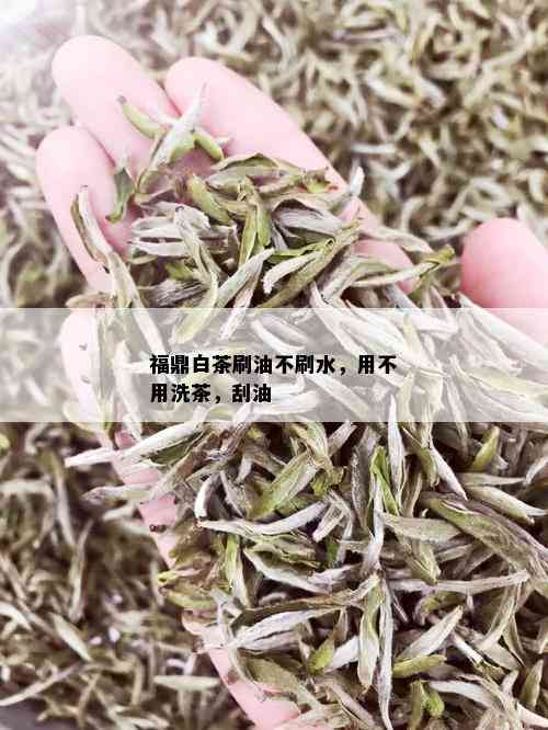 福鼎白茶刷油不刷水，用不用洗茶，刮油