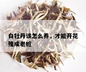 白牡丹该怎么养，才能开花殖成老桩