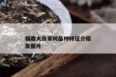 福鼎大白茶树品种特征介绍及图片