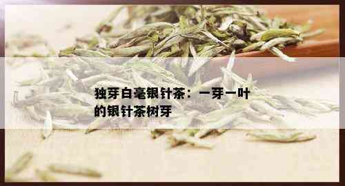 独芽白毫银针茶：一芽一叶的银针茶树芽