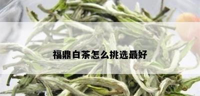 福鼎白茶怎么挑选更好