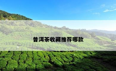 普洱茶收藏推荐哪款