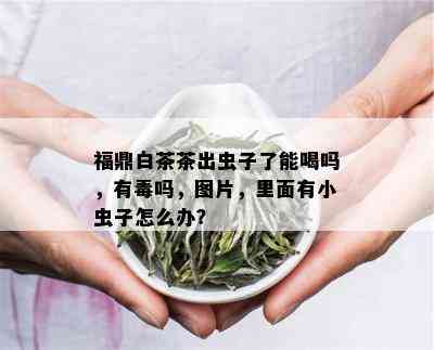 福鼎白茶茶出虫子了能喝吗，有吗，图片，里面有小虫子怎么办？