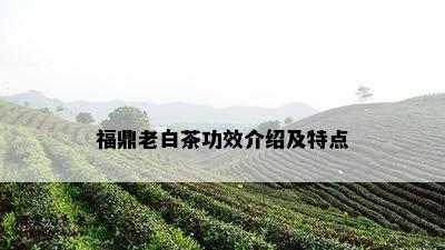 福鼎老白茶功效介绍及特点