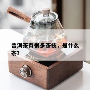 普洱茶有很多茶枝，是什么茶？