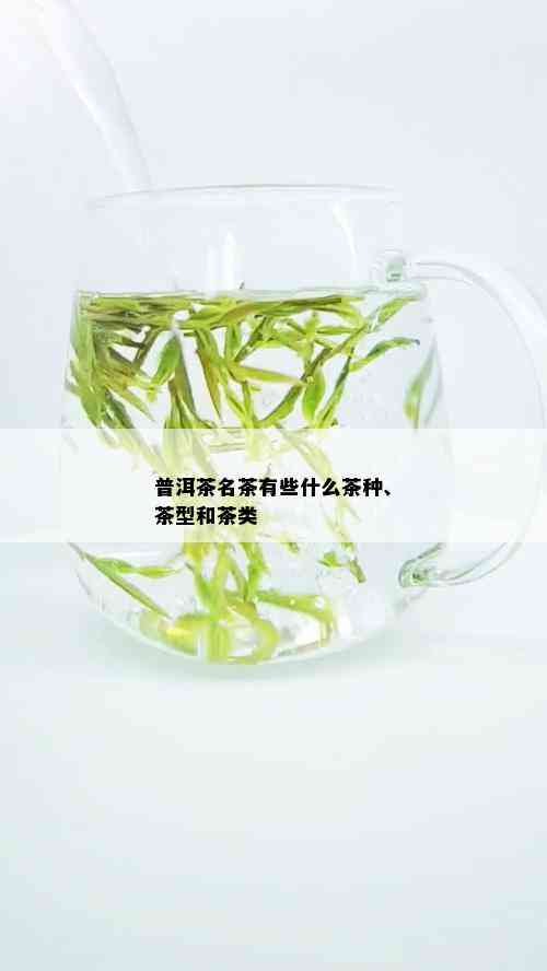 普洱茶名茶有些什么茶种、茶型和茶类