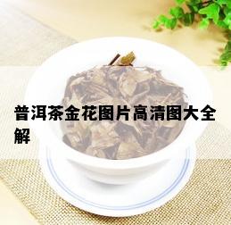 普洱茶金花图片高清图大全解