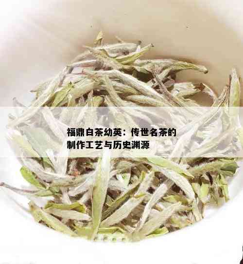 福鼎白茶幼英：传世名茶的制作工艺与历史渊源