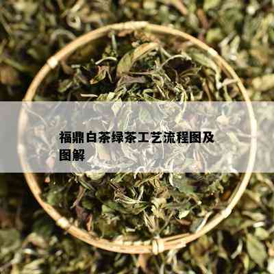 福鼎白茶绿茶工艺流程图及图解