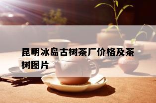 昆明冰岛古树茶厂价格及茶树图片