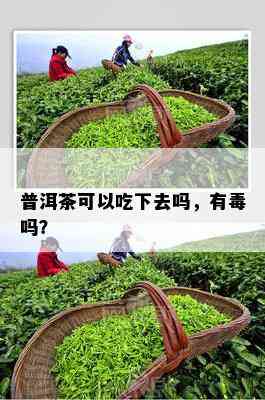 普洱茶可以吃下去吗，有吗？