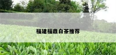 福建福鼎白茶推荐