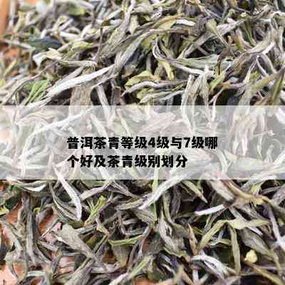 普洱茶青等级4级与7级哪个好及茶青级别划分