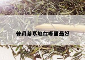 普洱茶基地在哪里更好