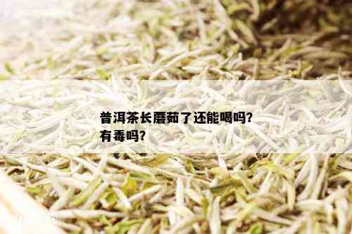 普洱茶长蘑茹了还能喝吗？有吗？