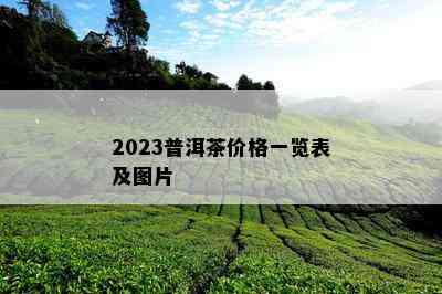 2023普洱茶价格一览表及图片