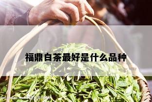 福鼎白茶更好是什么品种