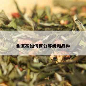 普洱茶如何区分等级和品种