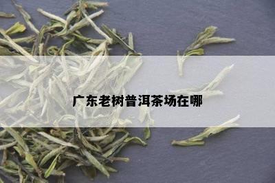 广东老树普洱茶场在哪