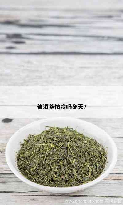 普洱茶怕冷吗冬天？