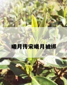 曦月传宋曦月被绑