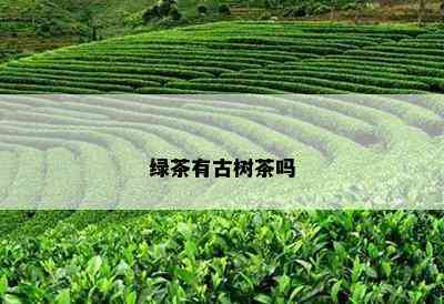 绿茶有古树茶吗