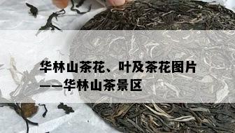 华林山茶花、叶及茶花图片——华林山茶景区