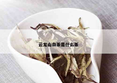 云龙山白茶是什么茶